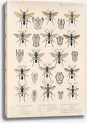 Постер Годман Фредерик Insecta Hymenoptera Pl 23