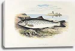 Постер Lochleven trout