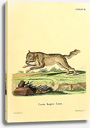 Постер Волк Canis Lupus