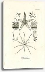 Постер Asterias aurantiaca, Comatula carinata Lam