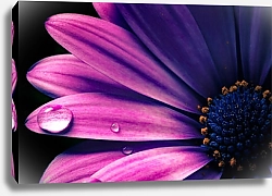Постер Фиолетовый цветок герберы, макро
