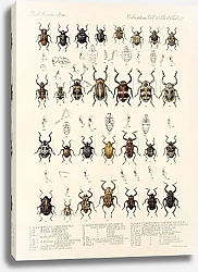 Постер Годман Фредерик Insecta Coleoptera Pl 161