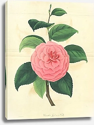 Постер Camellia Japonica Fordii