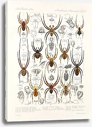 Постер Годман Фредерик Arachnida Araneidea Pl 37