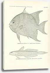 Постер Атлантический пагуар, океанический гобионеллус