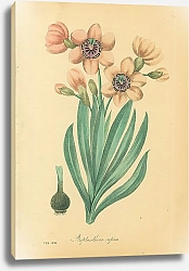 Постер Streptanthera Cuprea 2