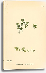 Постер English Botany №222