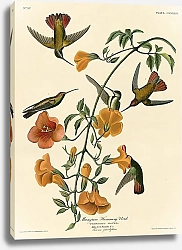 Постер Mangrove Humming Bird