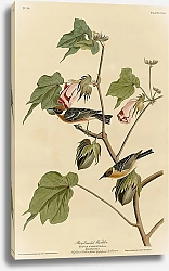 Постер Bay-breasted Warbler