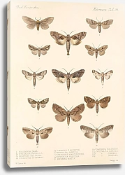 Постер Годман Фредерик Insecta Lepidoptera-Heterocera Pl 092