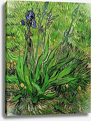 Постер Ван Гог Винсент (Vincent Van Gogh) Ирисы 19