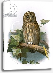 Постер Школа: Английская 20в. Tawny Owl 2
