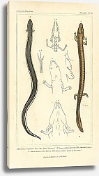 Постер Proteus anguinus Laur, Siren striata Lecomte, Siren intermedia Lecomte 1