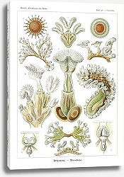 Постер Bryozoa–Moostiere