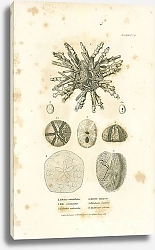 Постер Echinus verticillatus, Echi semilunaris, Galerites sexfasciata, Scutella hexapora, Fibularia ovulum, Spatangus pilosus