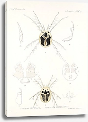 Постер Годман Фредерик Arachnida Acaridea Pl 10
