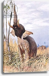 Постер Кунер Вильгельм African Elephant, illustration from'Wildlife of the World', c.1910
