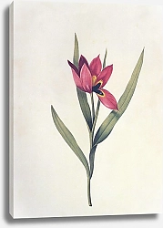 Постер Tulipa agenensis DC
