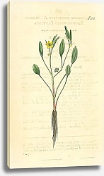 Постер Curtis Ботаника №74 1
