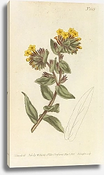 Постер Lithospermum Orientale. Yellow Gromwell, or Bugloss