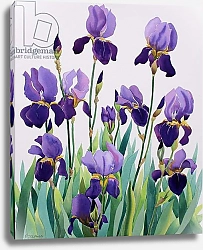 Постер Рэйленд Кристофер (совр) Purple Irises