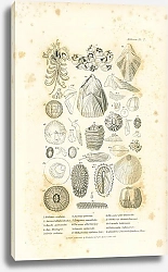 Постер Balanus ovularis, Animal of Bal. sulcatus, Acasta spinosula, Aca. Montagui, Conia radiata