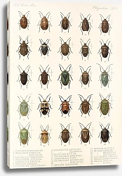 Постер Годман Фредерик Insecta Rhynchota Hemiptera-Heteroptera Pl 31