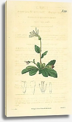 Постер Curtis Ботаника №2 1