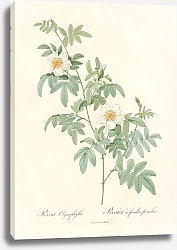 Постер Редюти Пьер Rosa Clynophylla