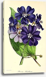Постер Pleroma Kunthianum