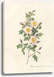 Постер Редюти Пьер Rosa Pimpinellifolia Inermis