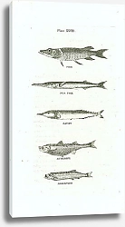 Постер Pike, Sea Pike, Saury, Atherine, Argentine 1