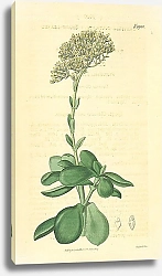 Постер Curtis Ботаника №70 1