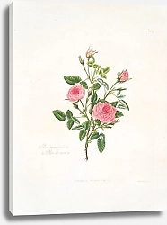 Постер Лоуренс Мэри Rosa provincialis or Rose de meaux.