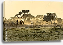 Постер Силуэты жирафов и зебр в саванне