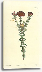 Постер Curtis Ботаника №5 1