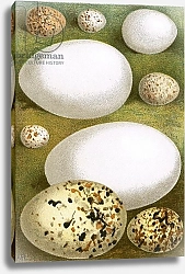 Постер Школа: Английская 20в. Eggs 11