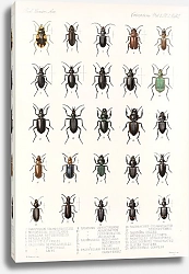 Постер Годман Фредерик Insecta Coleoptera Pl 026