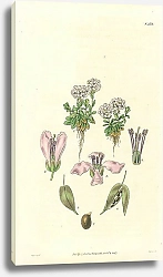 Постер Curtis Ботаника №65 1