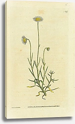 Постер Curtis Ботаника №46 1