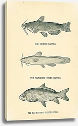 Постер The Common Catfish, The Margined Stone Catfish, The Big-mouthed Buffalo Fish