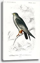 Постер Красноногий Сокол (Falco rufipes)