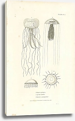 Постер Pelagia panopyra, Cyanaea Labiche, Equorea cyanogramma