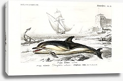 Постер Дельфин-белобочка