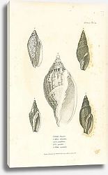 Постер Voluta Turneri, Mitra Chinensis, Vol. papillosa, Vol. gracilis, Mitra orientalis