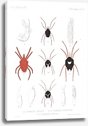 Постер Годман Фредерик Arachnida Acaridea Pl 02