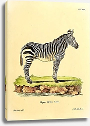 Постер Горная зебра
