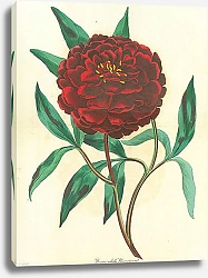 Постер Paeonia edulis Reevesiana