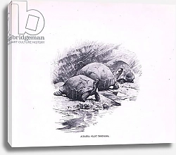 Постер Кунер Вильгельм Giant Tortoises, illustration from'Wildlife of the World', c.1910