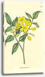 Постер Curtis Ботаника №43 1